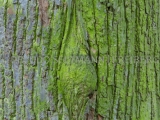 2013-10_Baumrinden-Pillnitz_6908