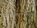 2013-11_Tipubaum-1714