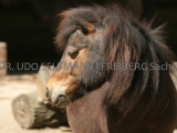 2007-05_Lpz-Zoo-2895-II