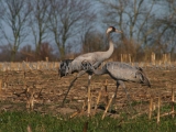 2007-MM_Kranich-2042-II