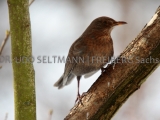 2013-04_Vogelhaus-1_7730