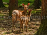 2013-08_Moritzburg-4525
