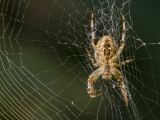2013_Glaubitz-Spinne-5195