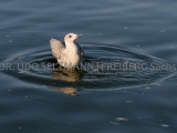 IMG_1055_Möwe_Darß_2005