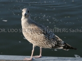 IMG_1088_Möwe_Darß_2005