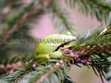 IMG_3003_Frosch-Nettelgrund-B