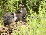IMG_3808_Blesshuhn-Nest