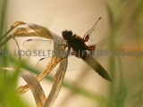 IMG_5837_Triebischtal_2009