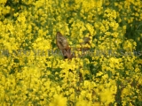 IMG_6857_Rapsreh_Memmendorf_2012