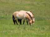 IMG_7335_Schorfheide_2006