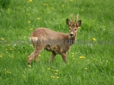 _MG_6843_Rehbock_Memmendorf_2012