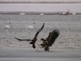 Seeadler_Wittower-Fähre-3824