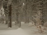 2013-02_Frauenwald_6210