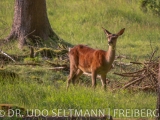 2013-07_Frauenwald_B-3572