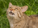 2013-07_Wildkatzen_B-2775