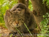 2013-07_Wildkatzen_B-2791