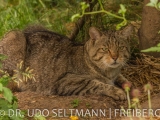 2013-07_Wildkatzen_B-2804