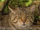 2013-07_Wildkatzen_B-2806