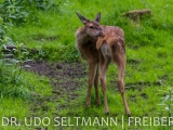 2013_Frauenwald-3610