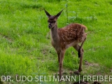 2013_Frauenwald-3634