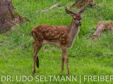 2013_Frauenwald-3639