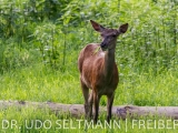 2013_Frauenwald-3677