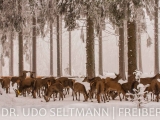2013_Frauenwald-7082