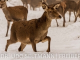 2013_Frauenwald-7184