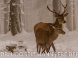 2013_Frauenwald-7237