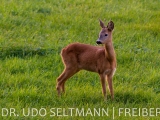 2013_Helbigsdorf-4752