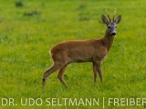 2013_Helbigsdorf-4808